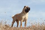 SHAR PEI